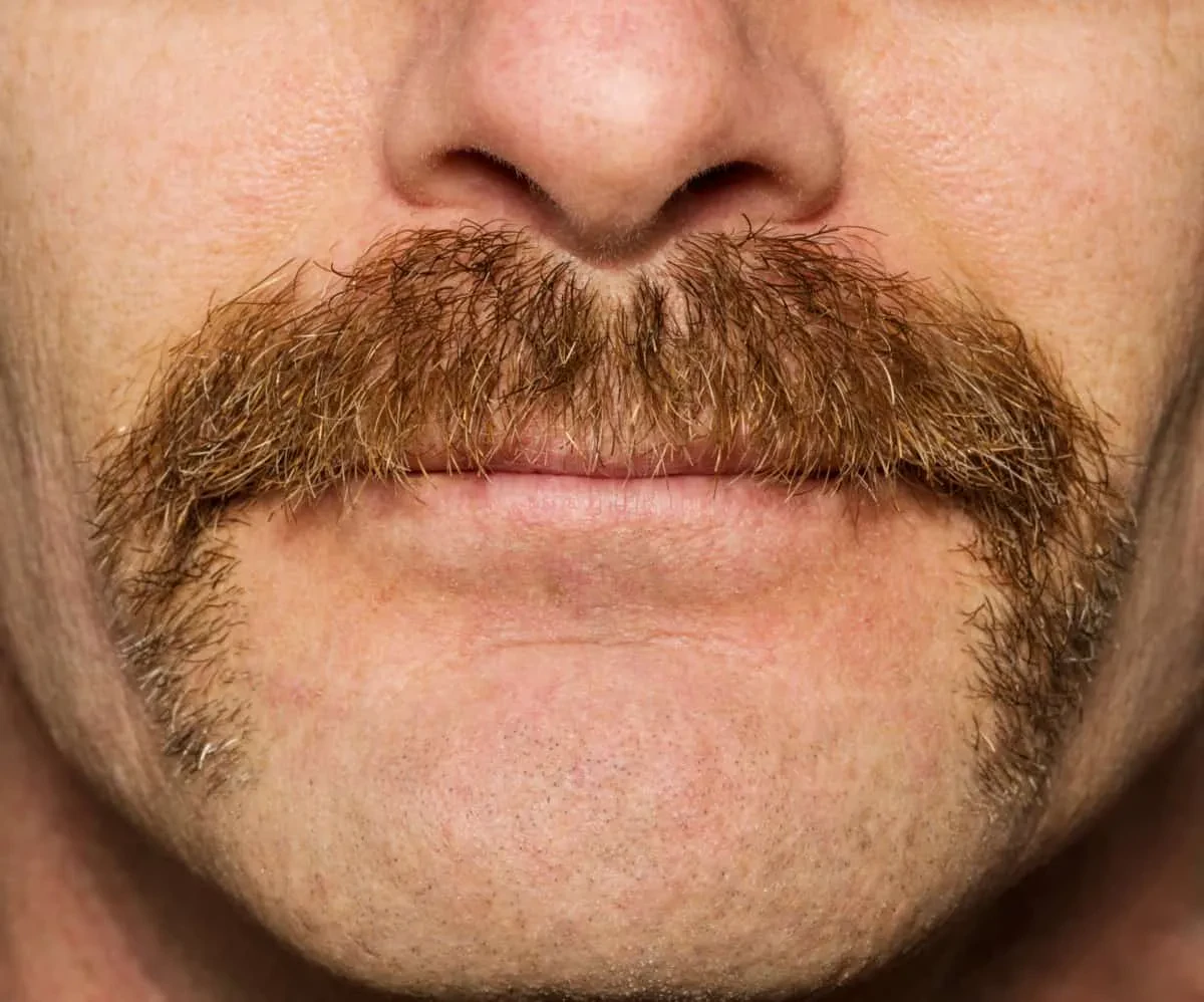 horseshoe mustache 2024